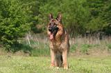 BERGER ALLEMAND 1351